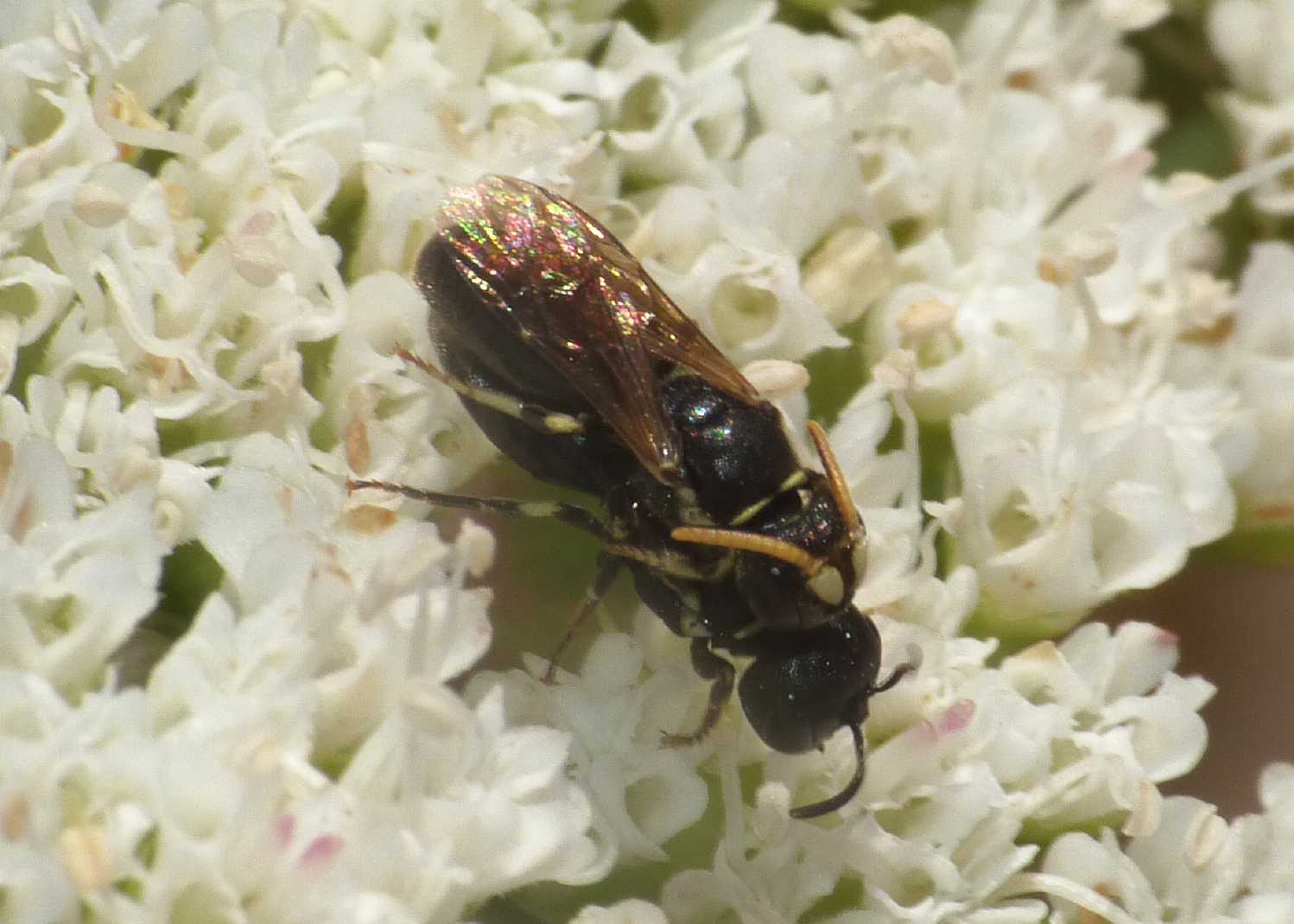 Apine in accoppiamento: Hylaeus cornutus